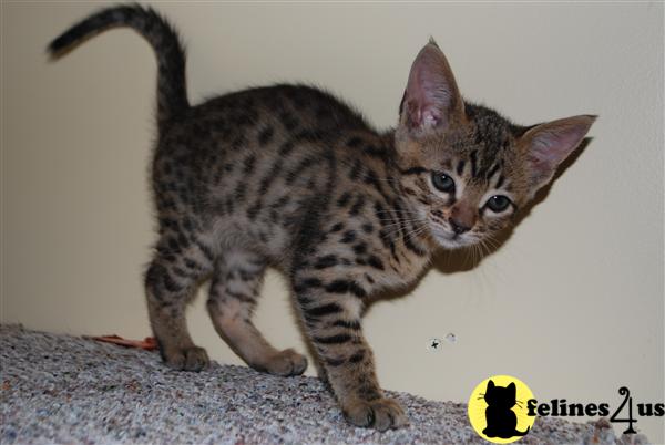 Exceptional F3C Male Savannah kittens