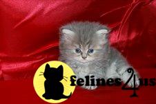 Kittens for Sale