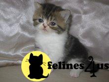 CFA-registered exotic kittens available
