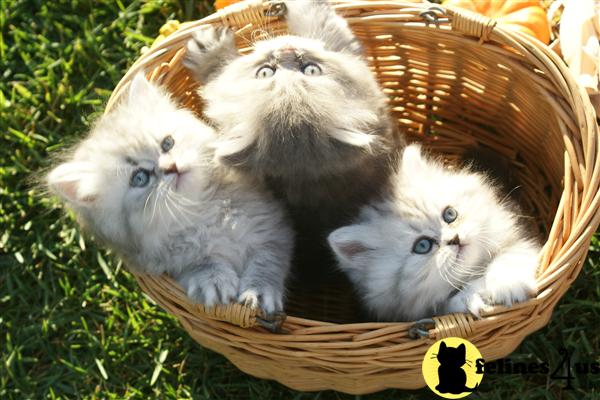 Kittens for Sale in California