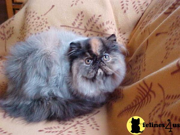 Tortoishell Persian Kitten