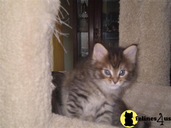 mac girl - Maine Coon Kittens
