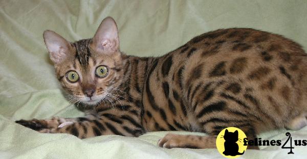Kittens for Sale in California