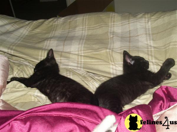 3-7 week old male kittens