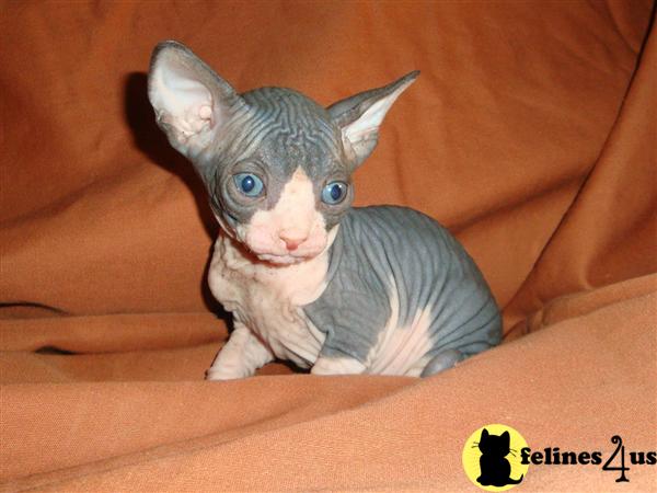 Kittens for Sale
