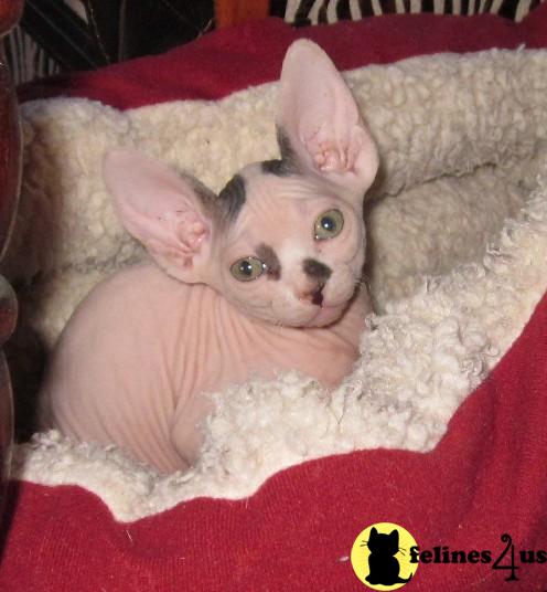 Kittens for Sale in Arizona