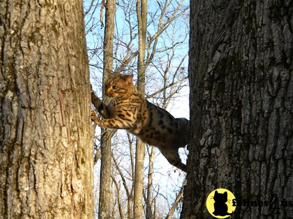 Spotswalkin Riptyde of Bengalislandcat