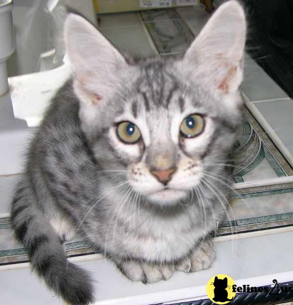 Savannah Kittens