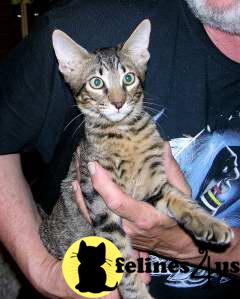 Savannah Kittens