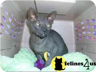 Kittens for Sale in Mississippi