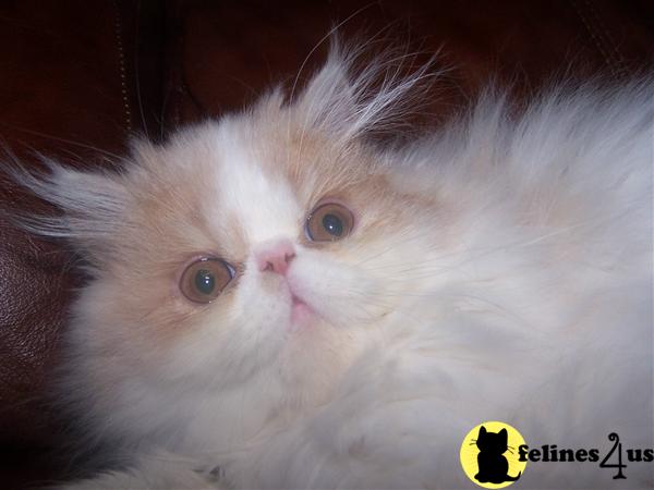 Kittens for Sale in Pennsylvania