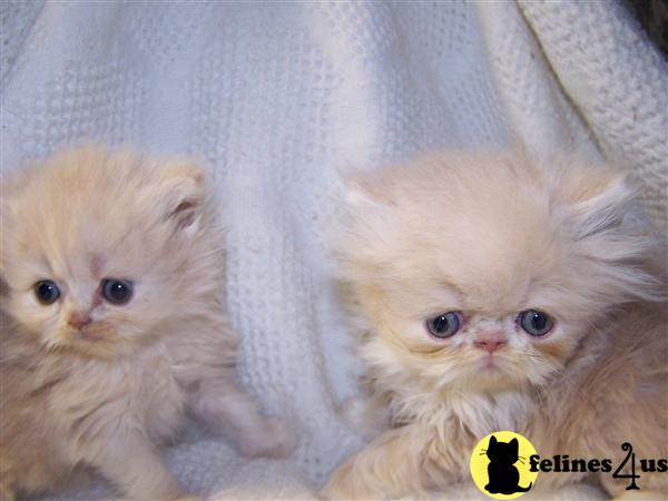 Kittens for Sale in Pennsylvania