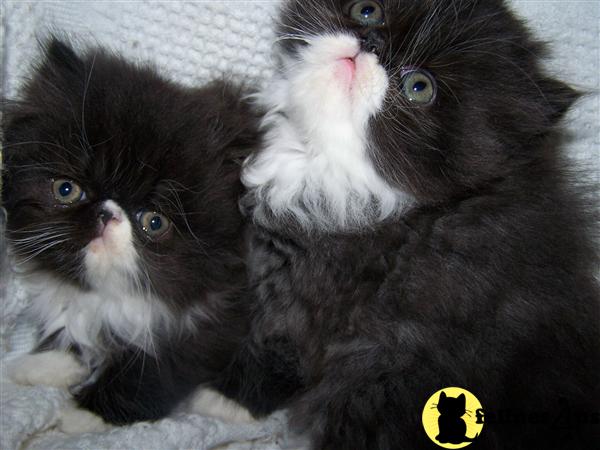 Kittens for Sale in Pennsylvania