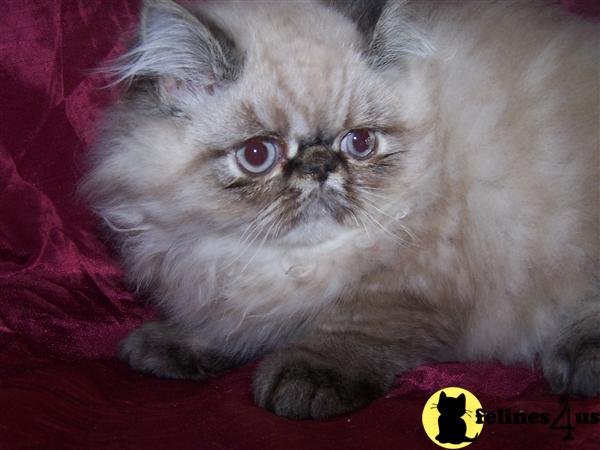 Kittens for Sale