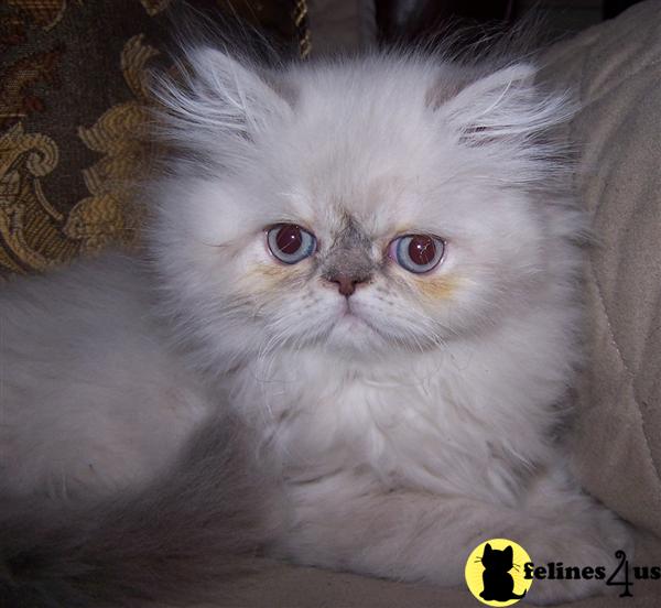 Kittens for Sale