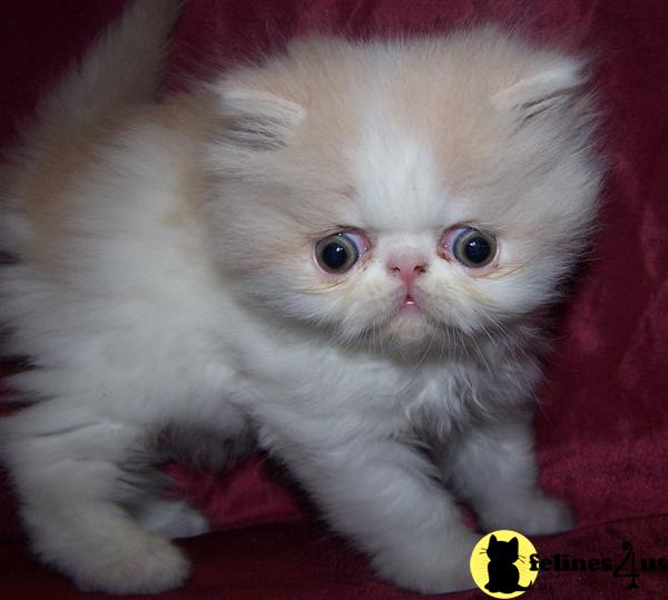 Persian Kittens