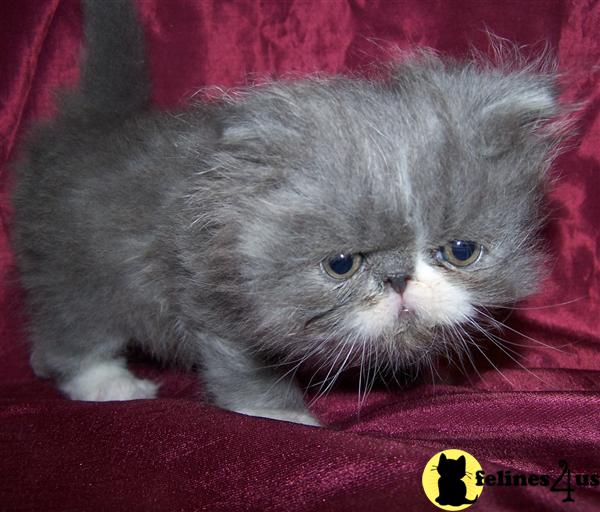 Persian Kittens