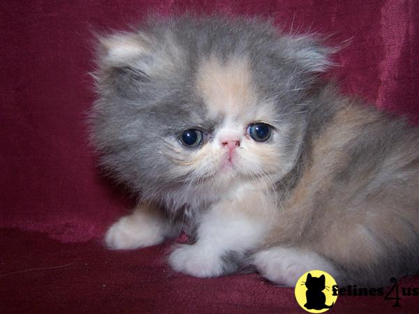 Persian Kittens