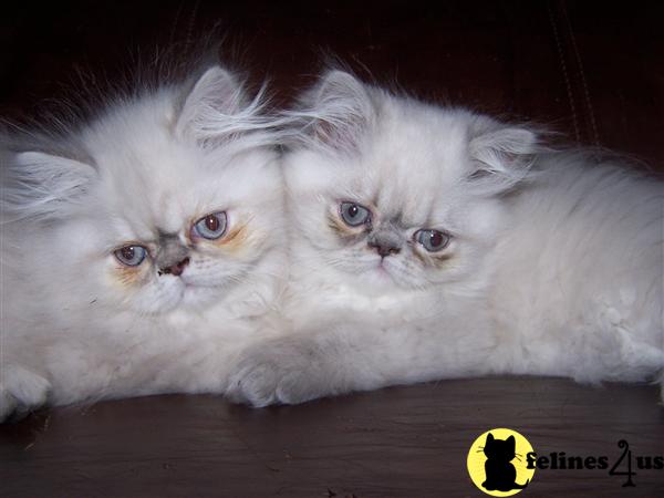 Kittens for Sale