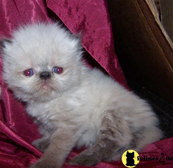 Himalayan Kittens