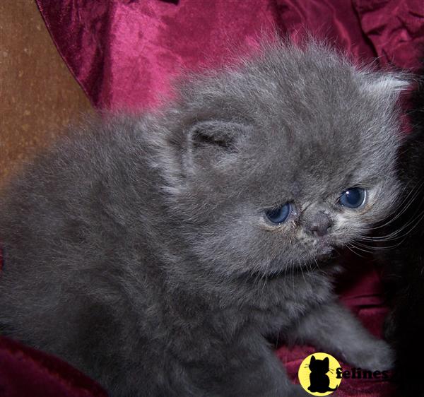 Persian Kittens