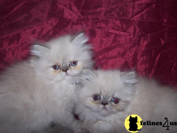 Himalayan Kittens
