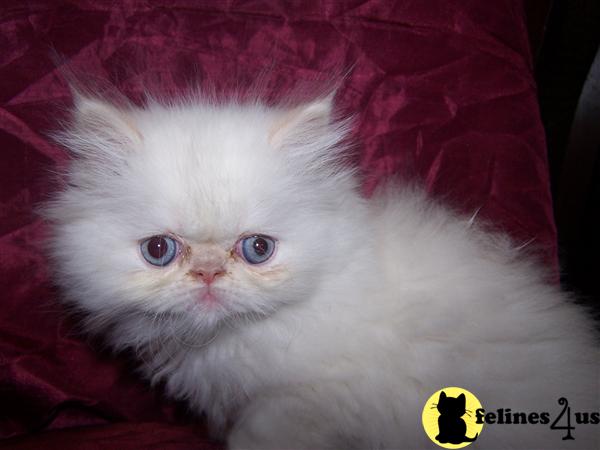 Himalayan Kittens