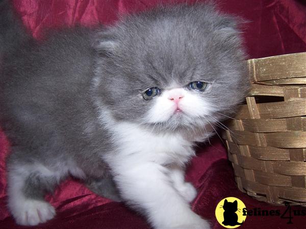 Persian Kittens