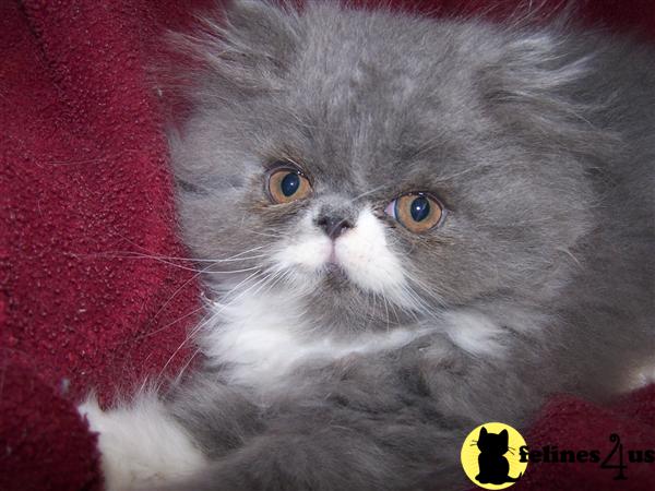 Kittens for Sale
