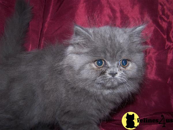 Kittens for Sale