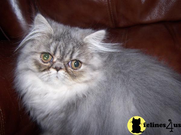 Kittens for Sale