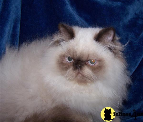 Himalayan Kittens in Pennsylvania