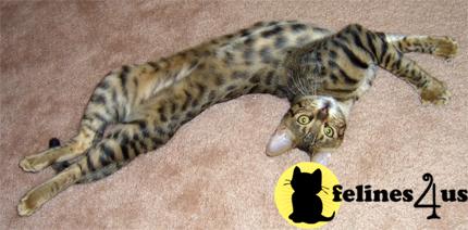 Kittens for Sale in California