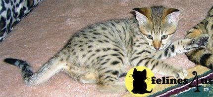 Savannah kittens