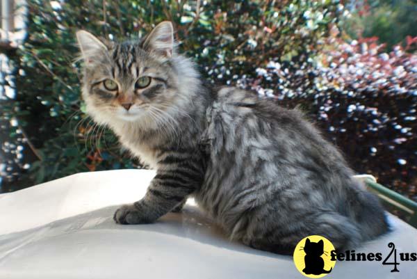 Kittens for Sale in Florida