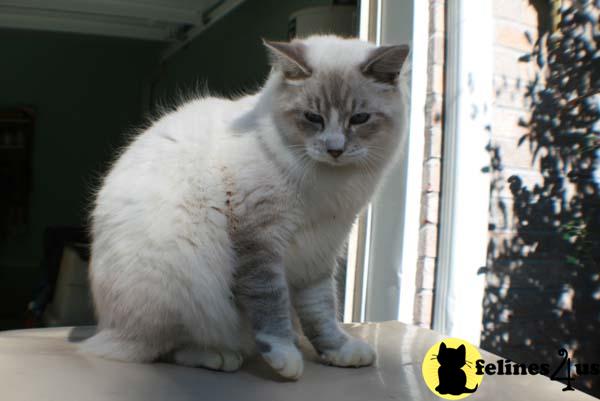 Cats for Sale