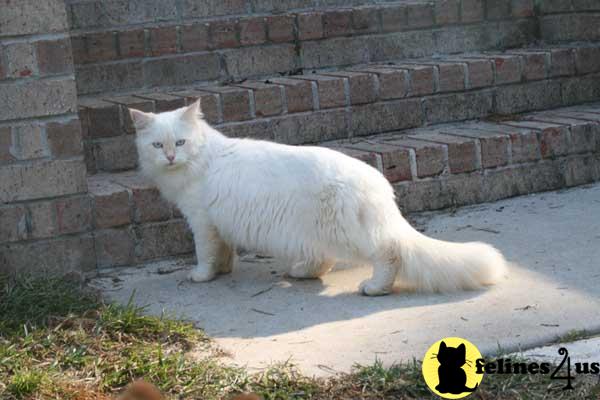 Cats for Sale