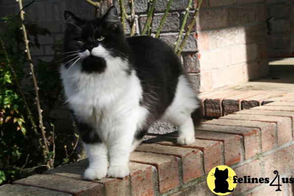 Cats for Sale