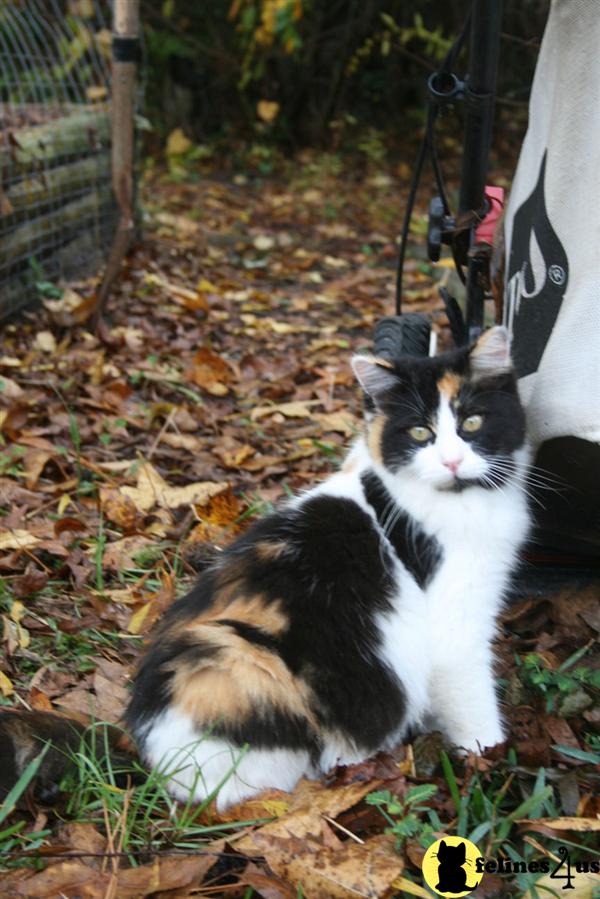 Cats for Sale