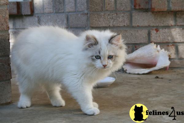 Siberian Kittens