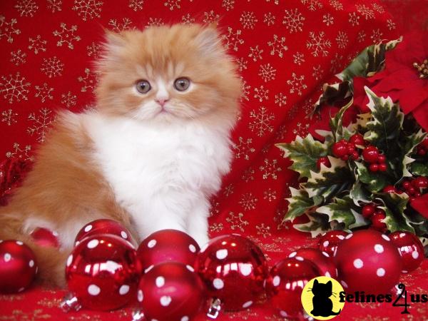 Kittens for Sale in Nebraska