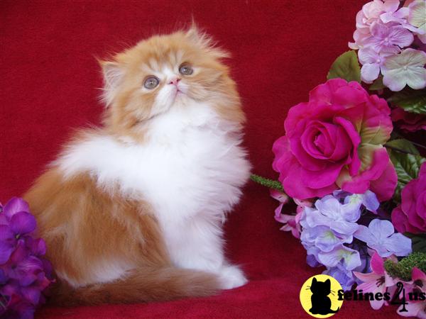 Kittens for Sale in Nebraska