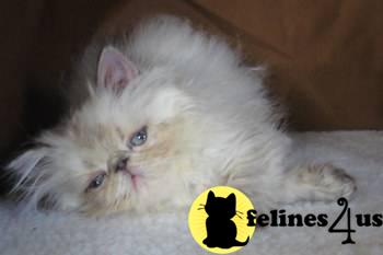 Himalayan Kittens