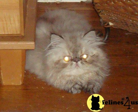 Himalayan Kittens