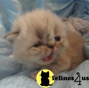 Himalayan Kittens