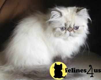 Himalayan Kittens