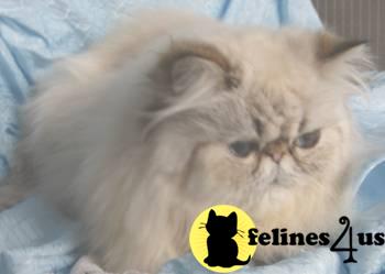 Himalayan Kittens for sale