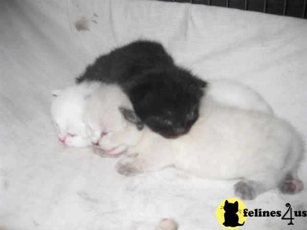 Munchkin Kittens
