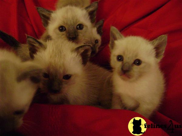 Siamese Kittens