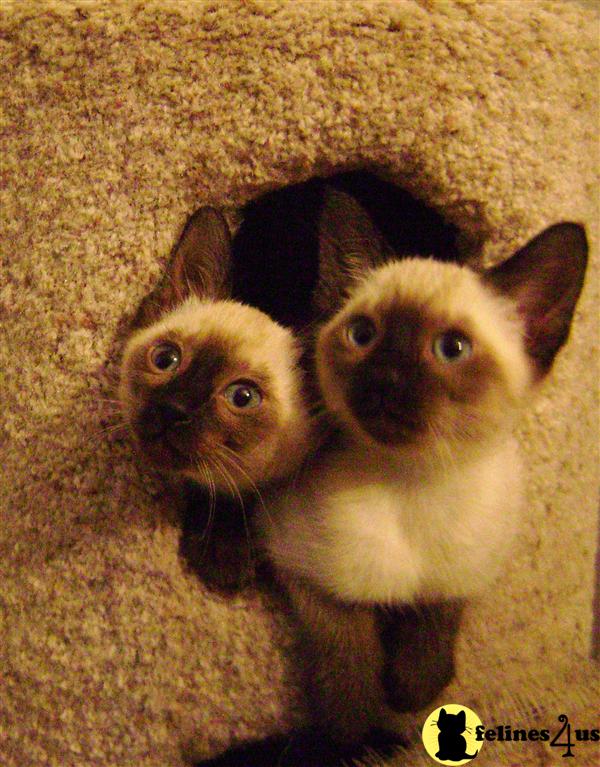 Siamese Kittens
